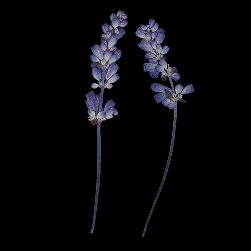 Natural Pressed Dried Sage Flowers