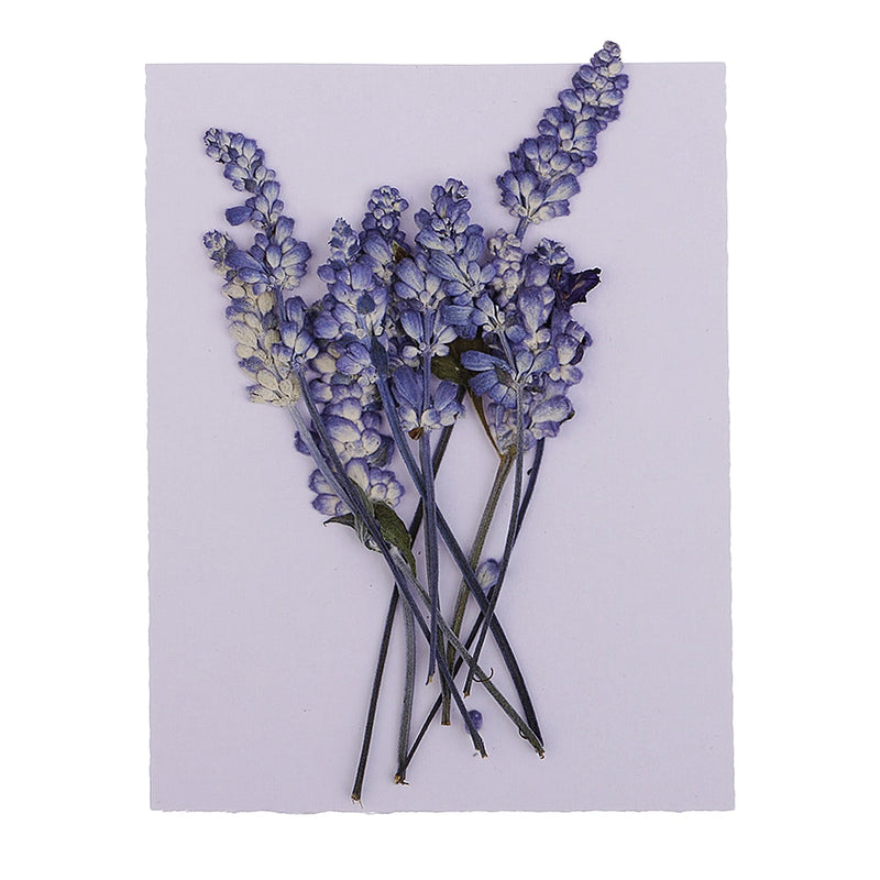 Natural Pressed Dried Sage Flowers